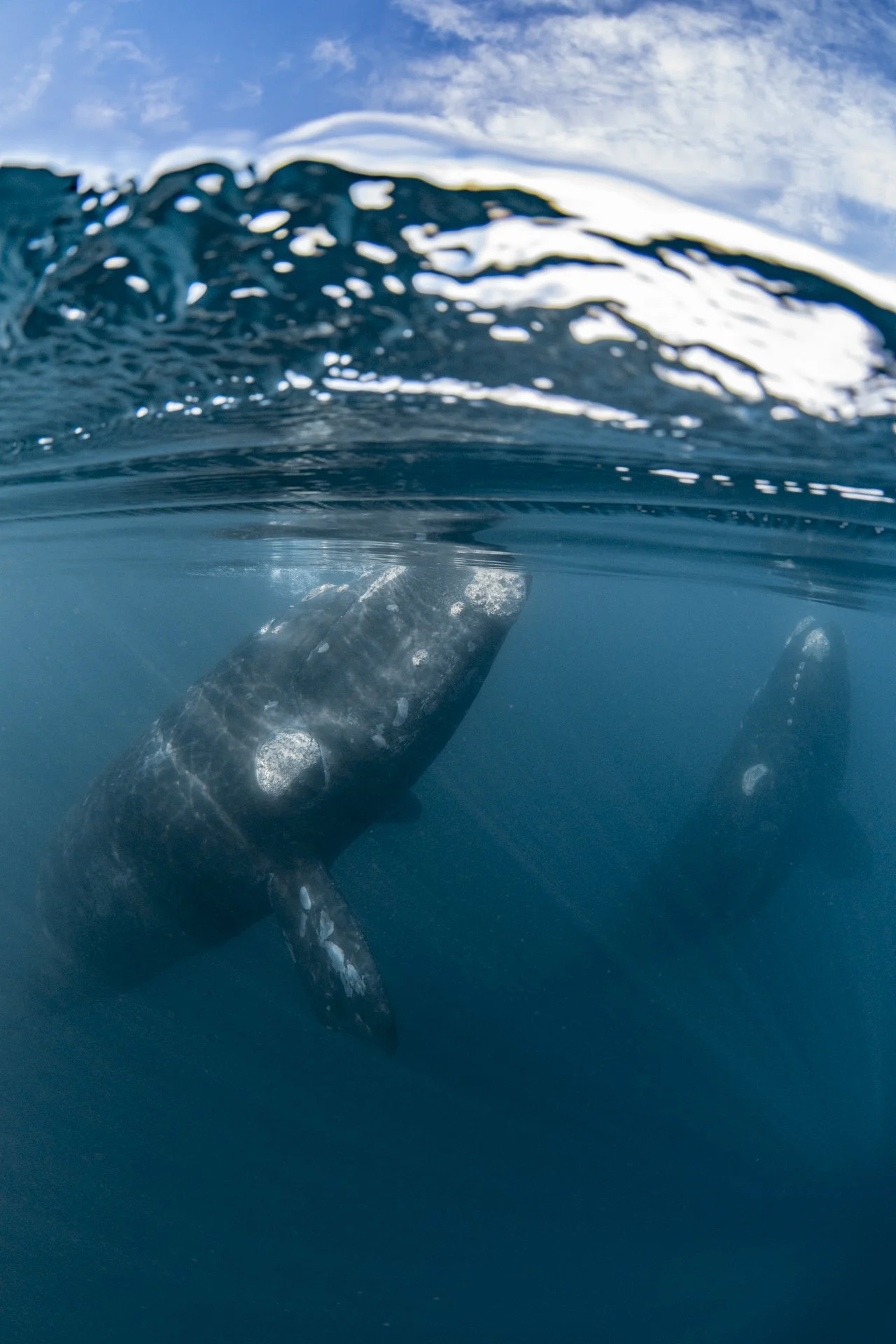 SWIM-WITH-SOUTHERN-RIGHT-WHALES-ARGENTINA00018.jpg