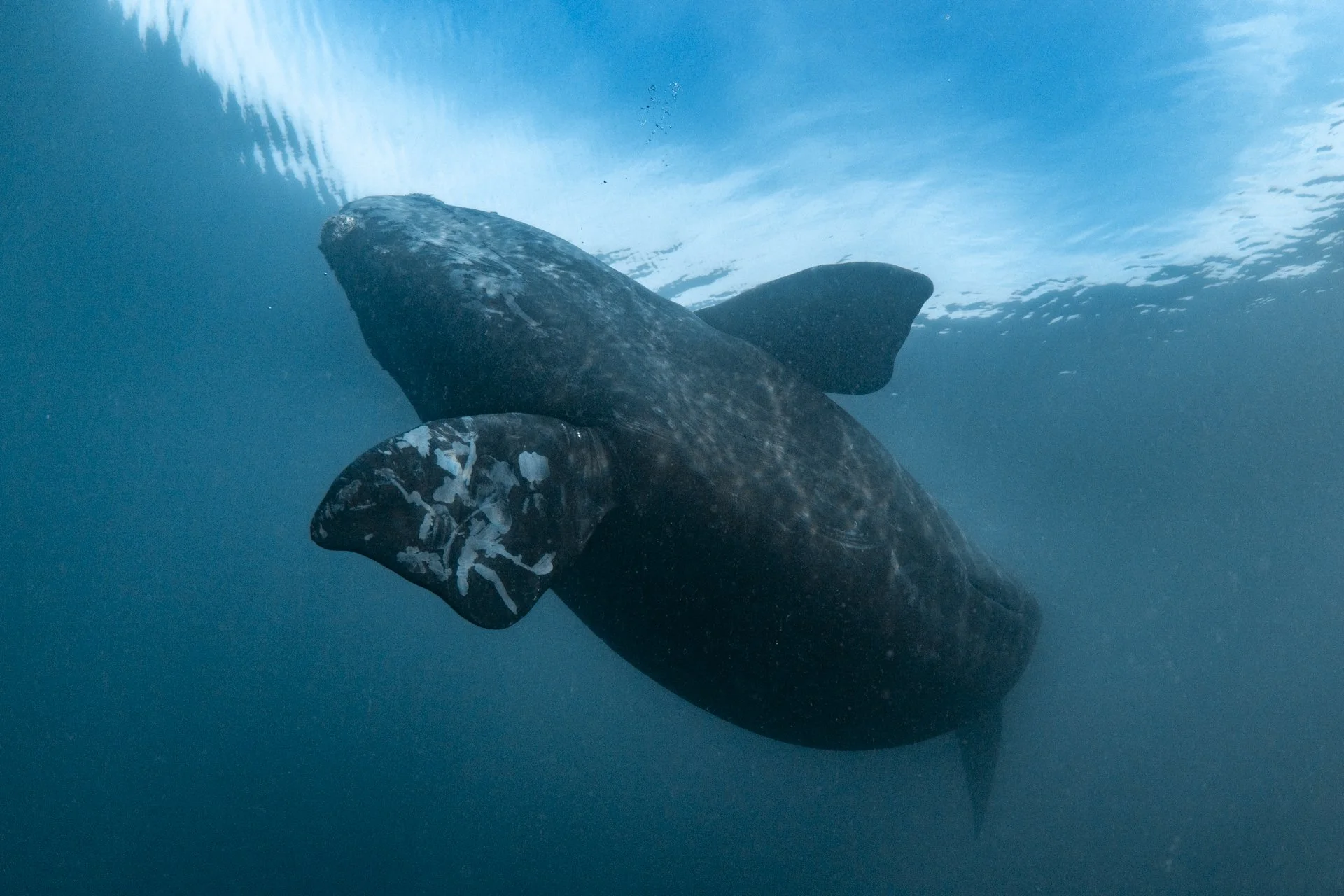 SWIM-WITH-SOUTHERN-RIGHT-WHALES-ARGENTINA00025.jpg