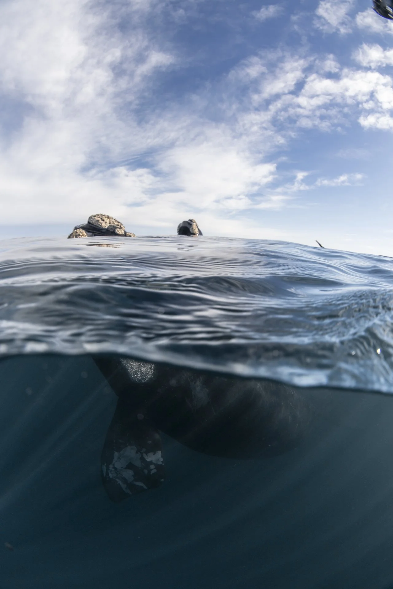SWIM-WITH-SOUTHERN-RIGHT-WHALES-ARGENTINA00015.jpg