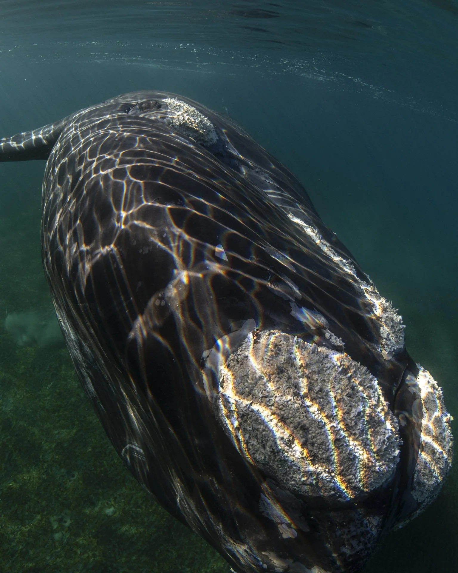 SWIM-WITH-SOUTHERN-RIGHT-WHALES-ARGENTINA00026.jpg