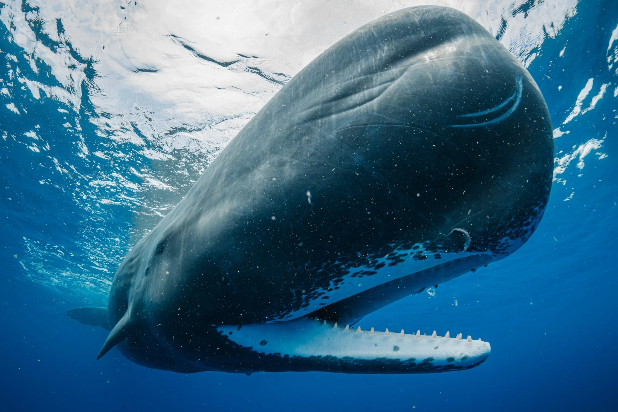 UNderwater images near surface of a spemr whale with its mouth open