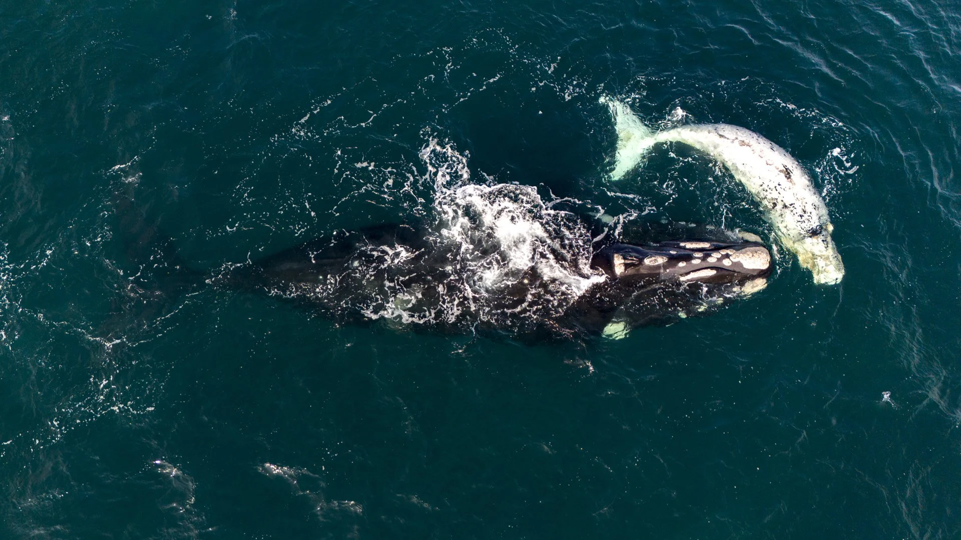 SWIM-WITH-SOUTHERN-RIGHT-WHALES-ARGENTINA00006.jpg