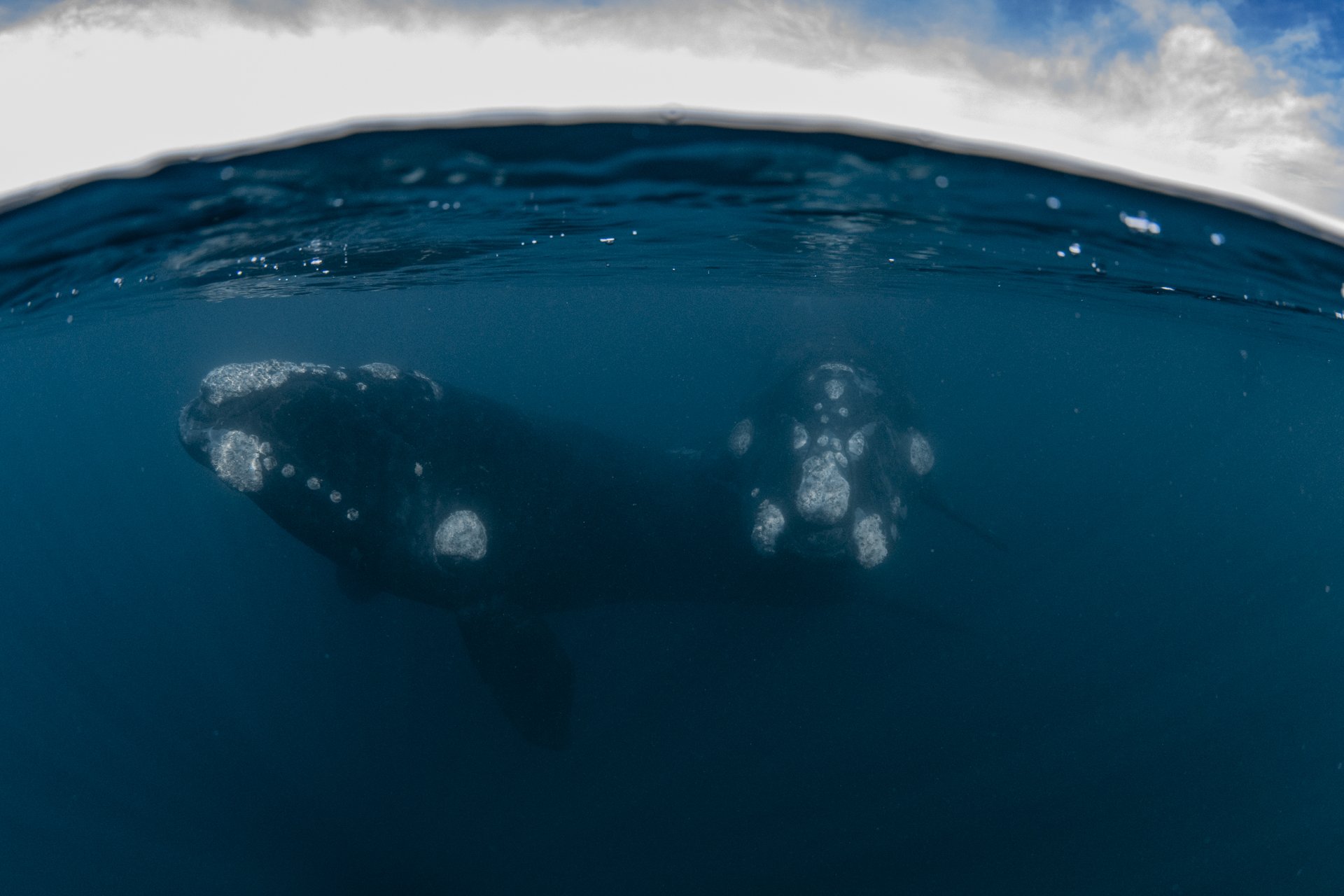 SWIM-WITH-SOUTHERN-RIGHT-WHALES-ARGENTINA00022.jpg