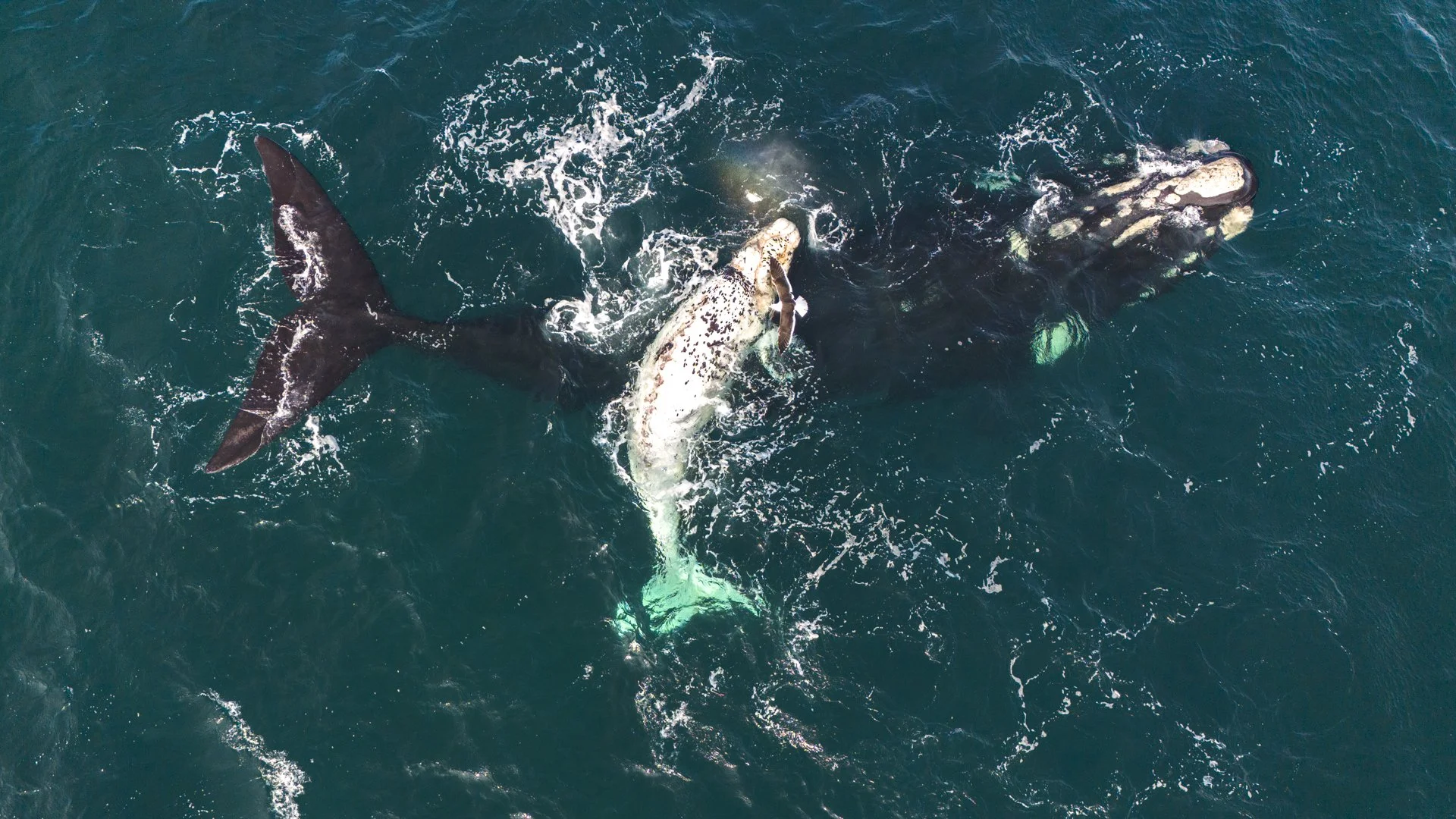 SWIM-WITH-SOUTHERN-RIGHT-WHALES-ARGENTINA00003.jpg