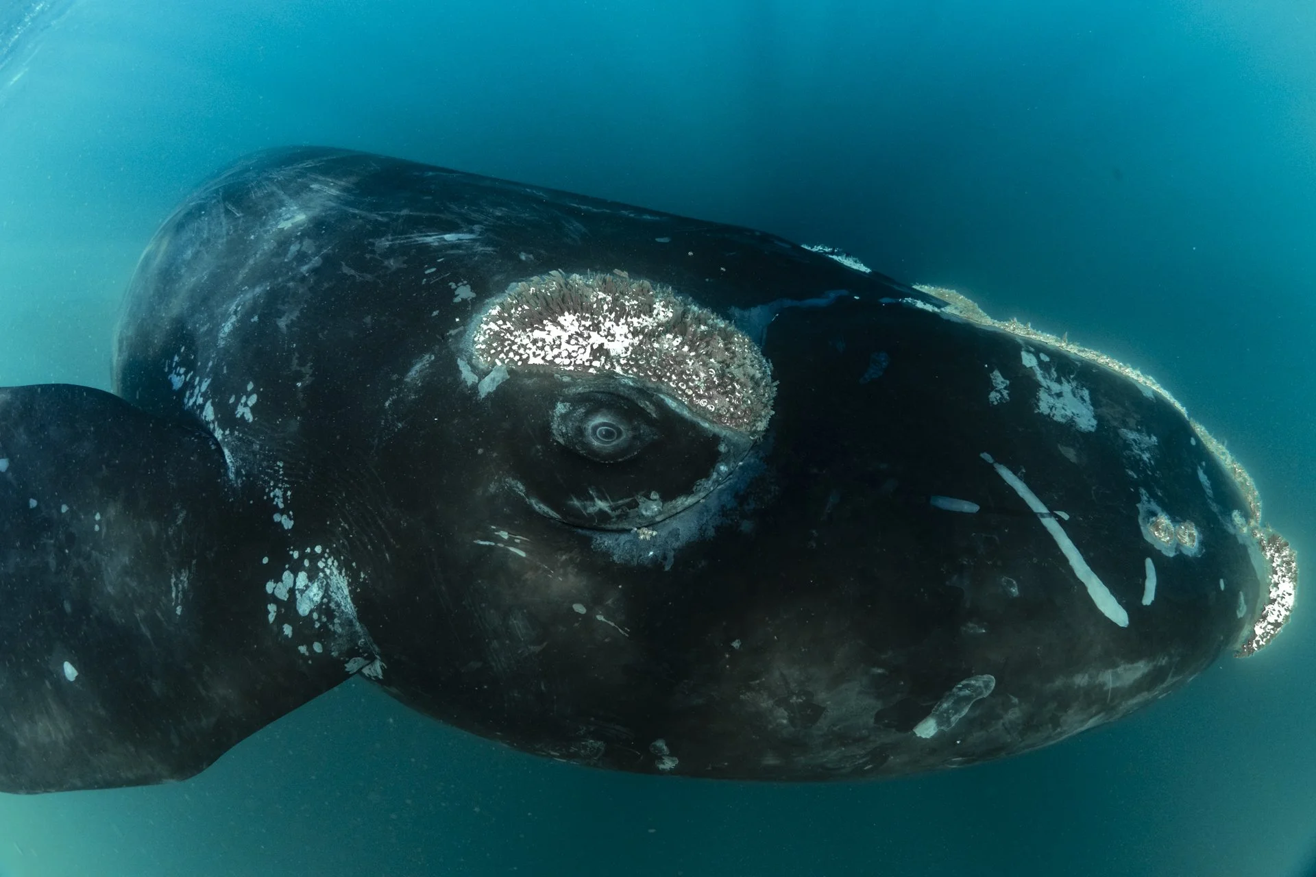 SWIM-WITH-SOUTHERN-RIGHT-WHALES-ARGENTINA00010.jpg