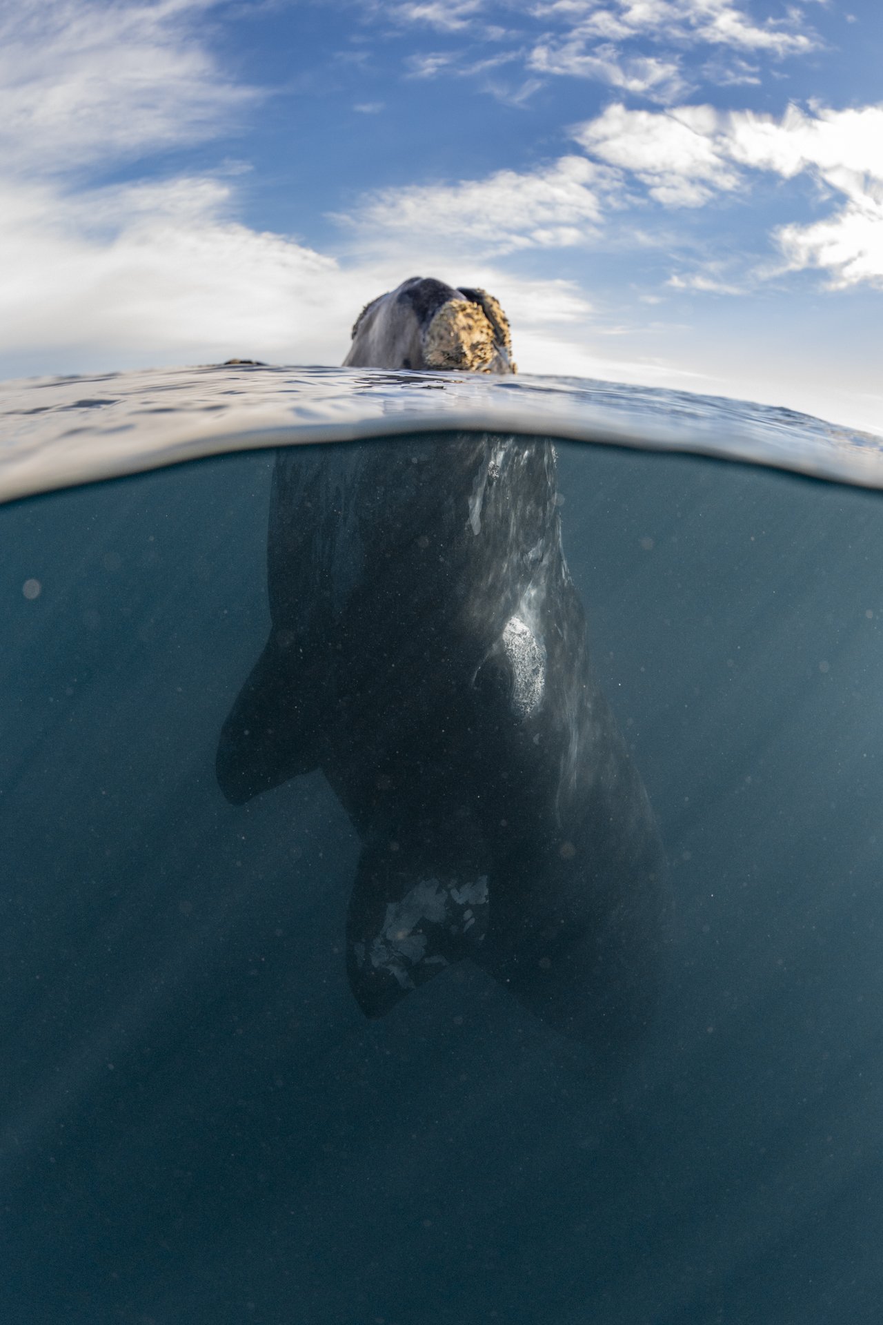 SWIM-WITH-SOUTHERN-RIGHT-WHALES-ARGENTINA00024.jpg