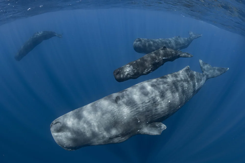 swim-with-blue-whales-just-the-wild-expeditions