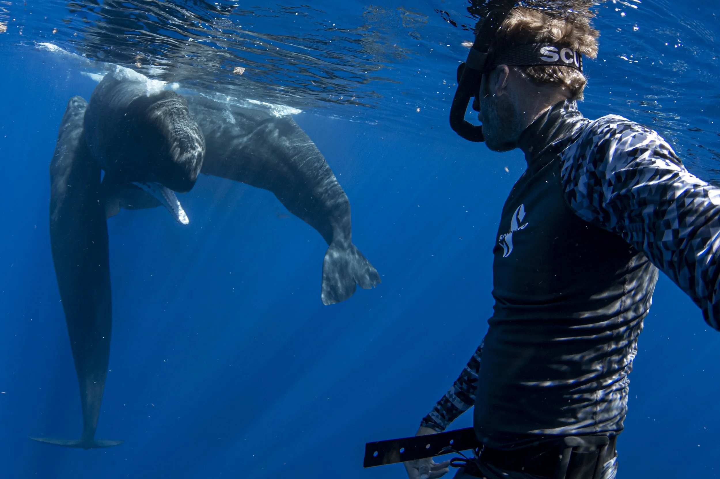 diver gets investigated by a sperm whale underwater
