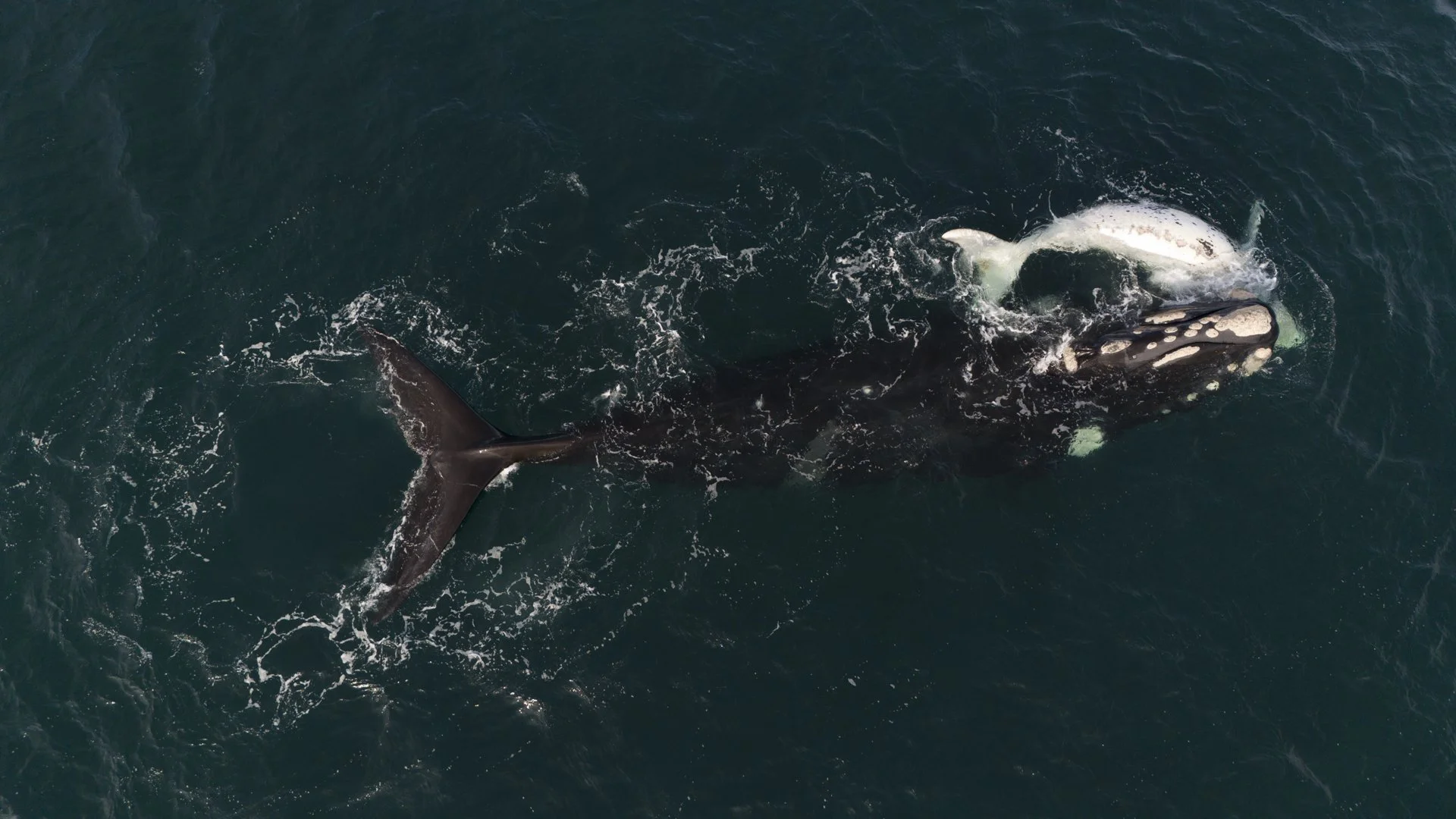 SWIM-WITH-SOUTHERN-RIGHT-WHALES-ARGENTINA00002.jpg