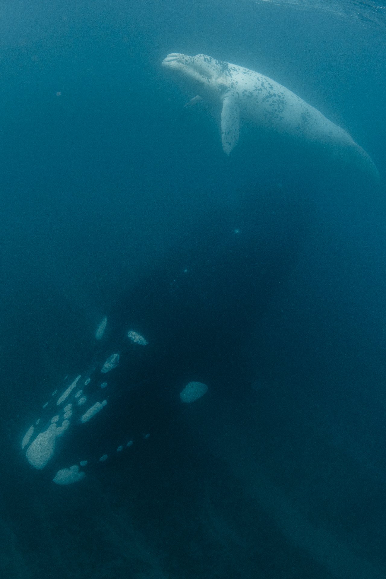 SWIM-WITH-SOUTHERN-RIGHT-WHALES-ARGENTINA00011.jpg