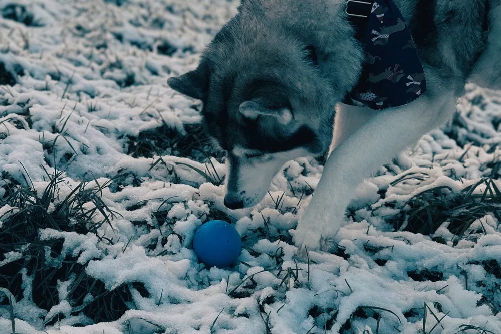 Snow.