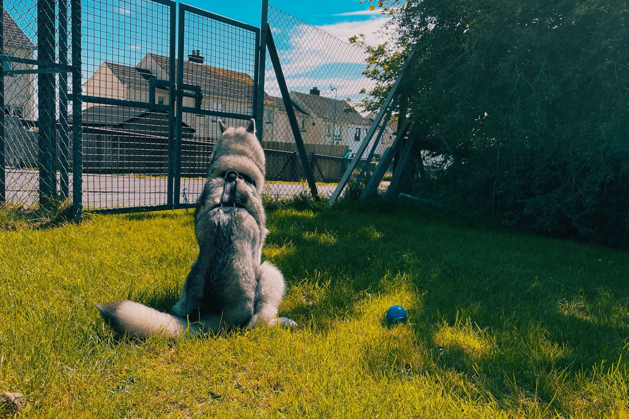 Ball.