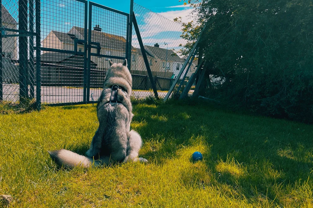 Ball.