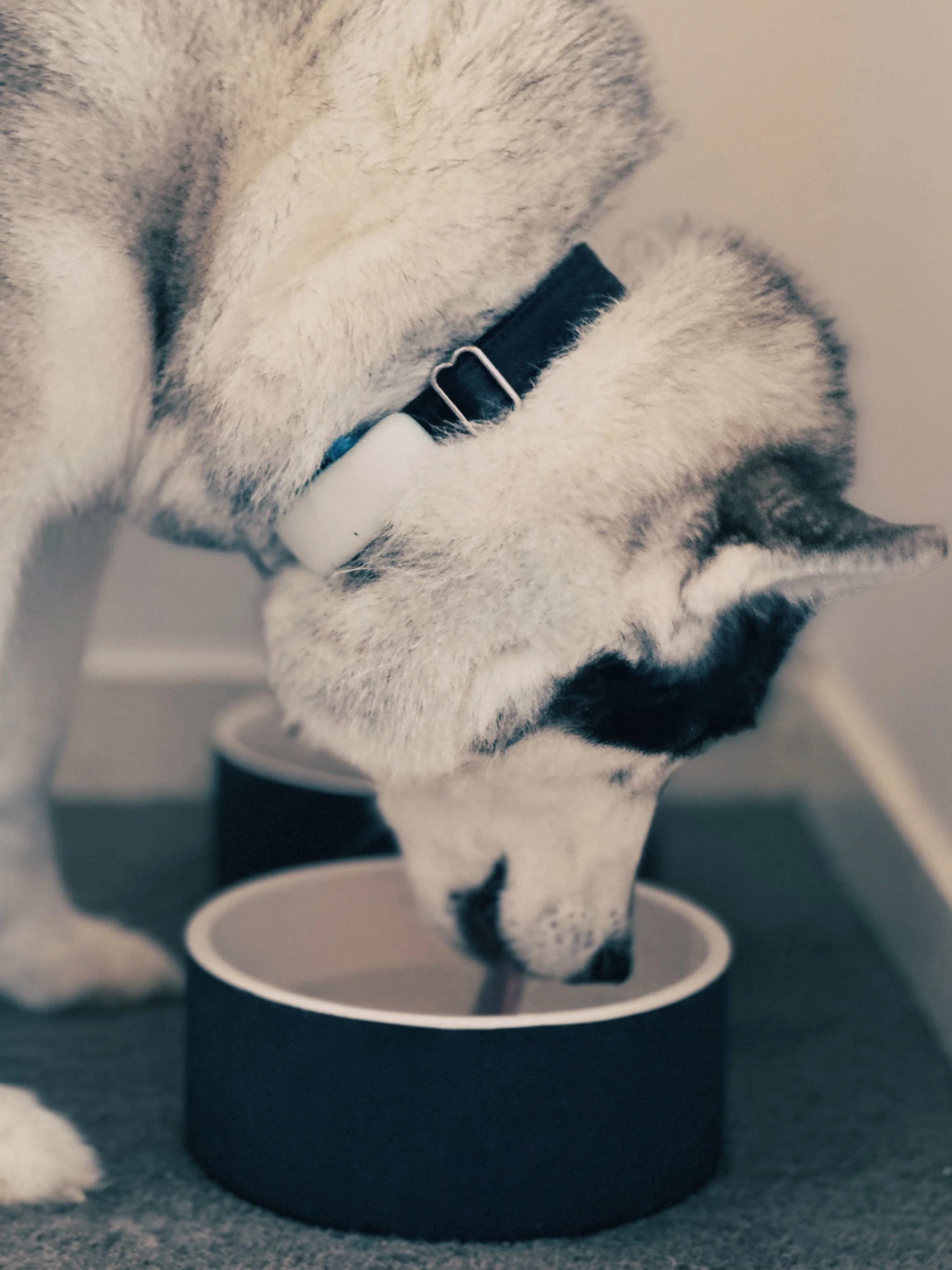 Star the Husky drinking water from her bowl.