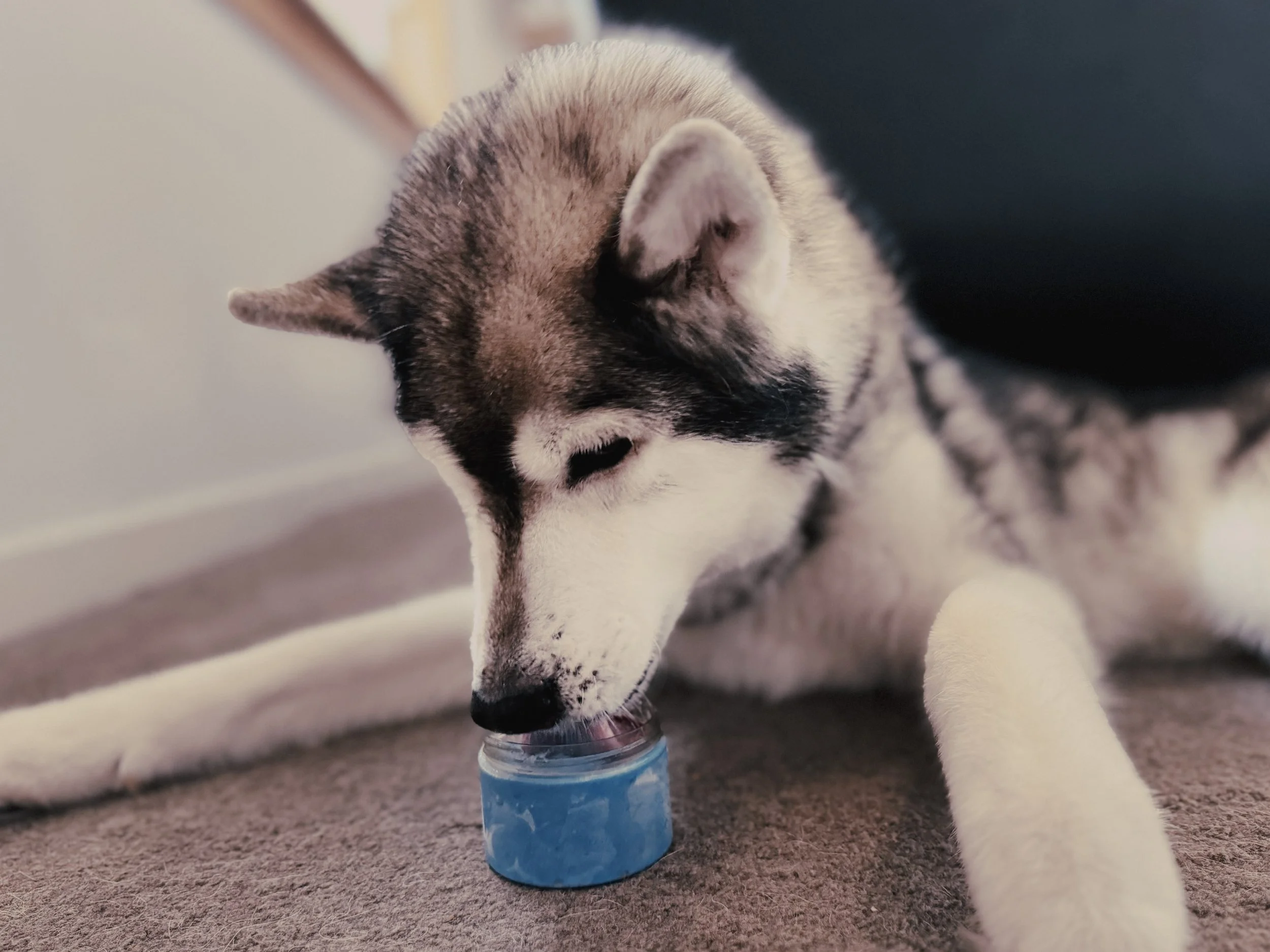 Star The Husky licking her atomic blue heat ray ice cream.