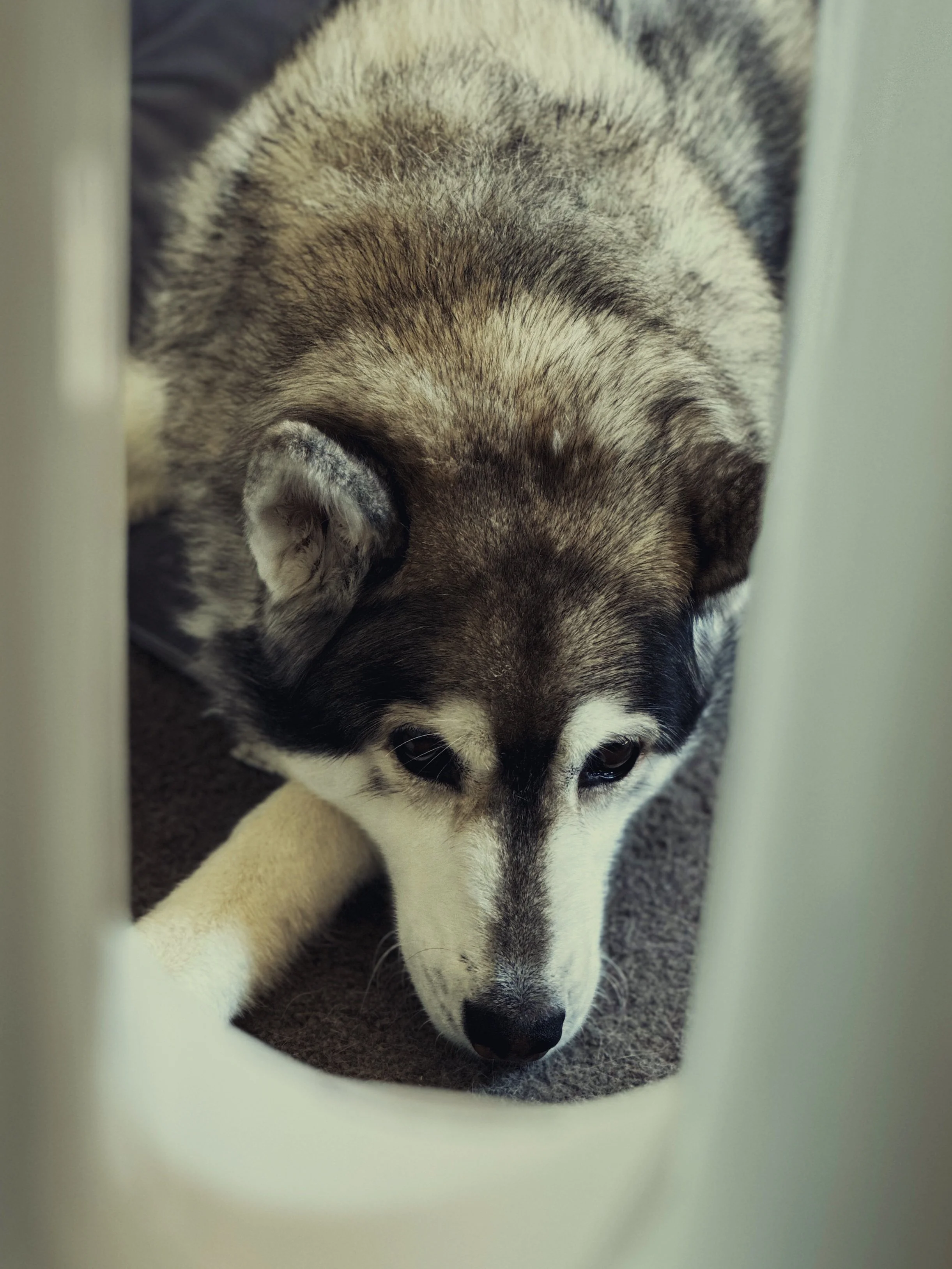 Star the Husky chilling in front of an air purifier.