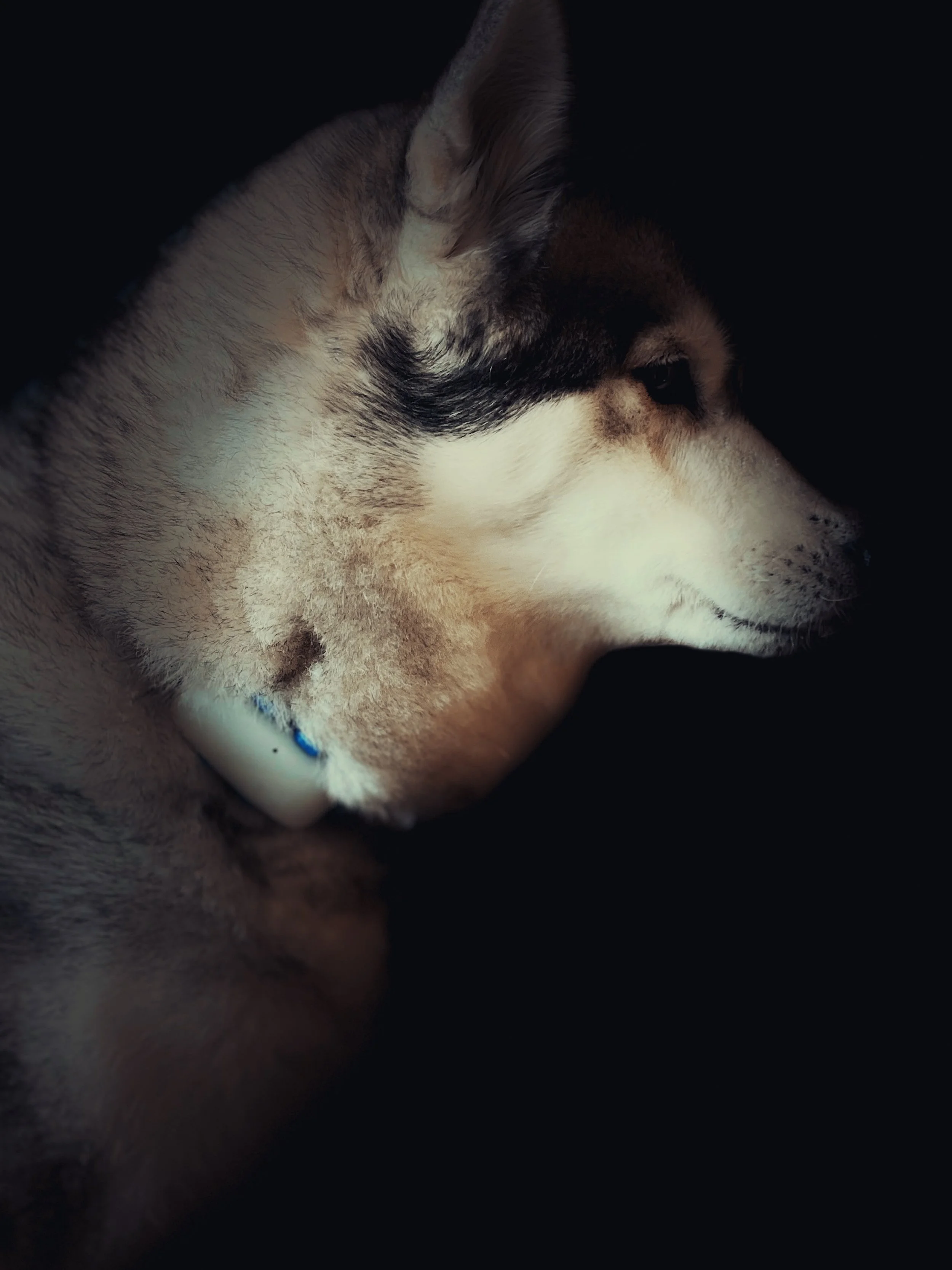 Star the husky wearing her Tractive GPS Activity tracker.