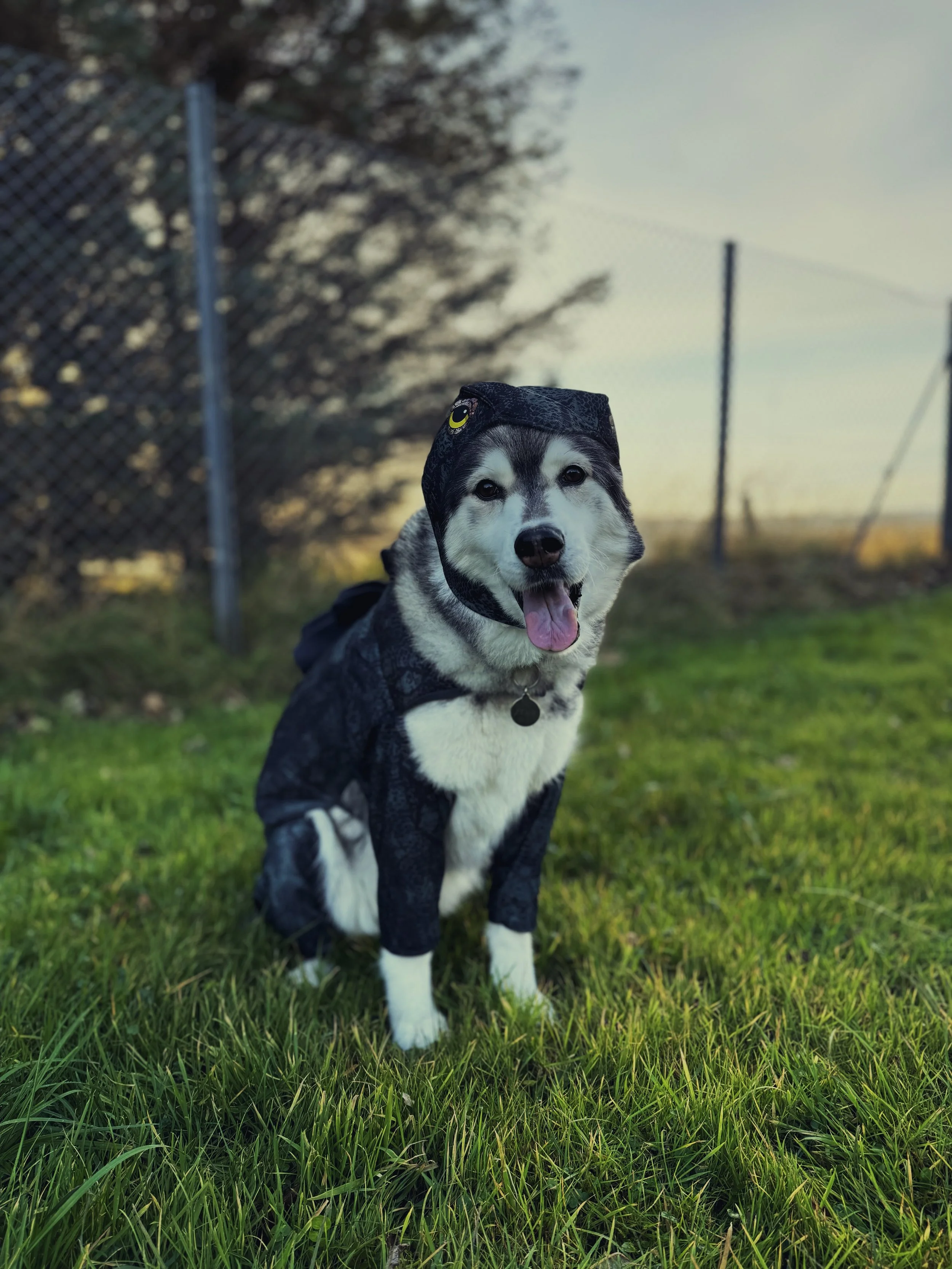 Star the Husky wearing a dinosaur costume.