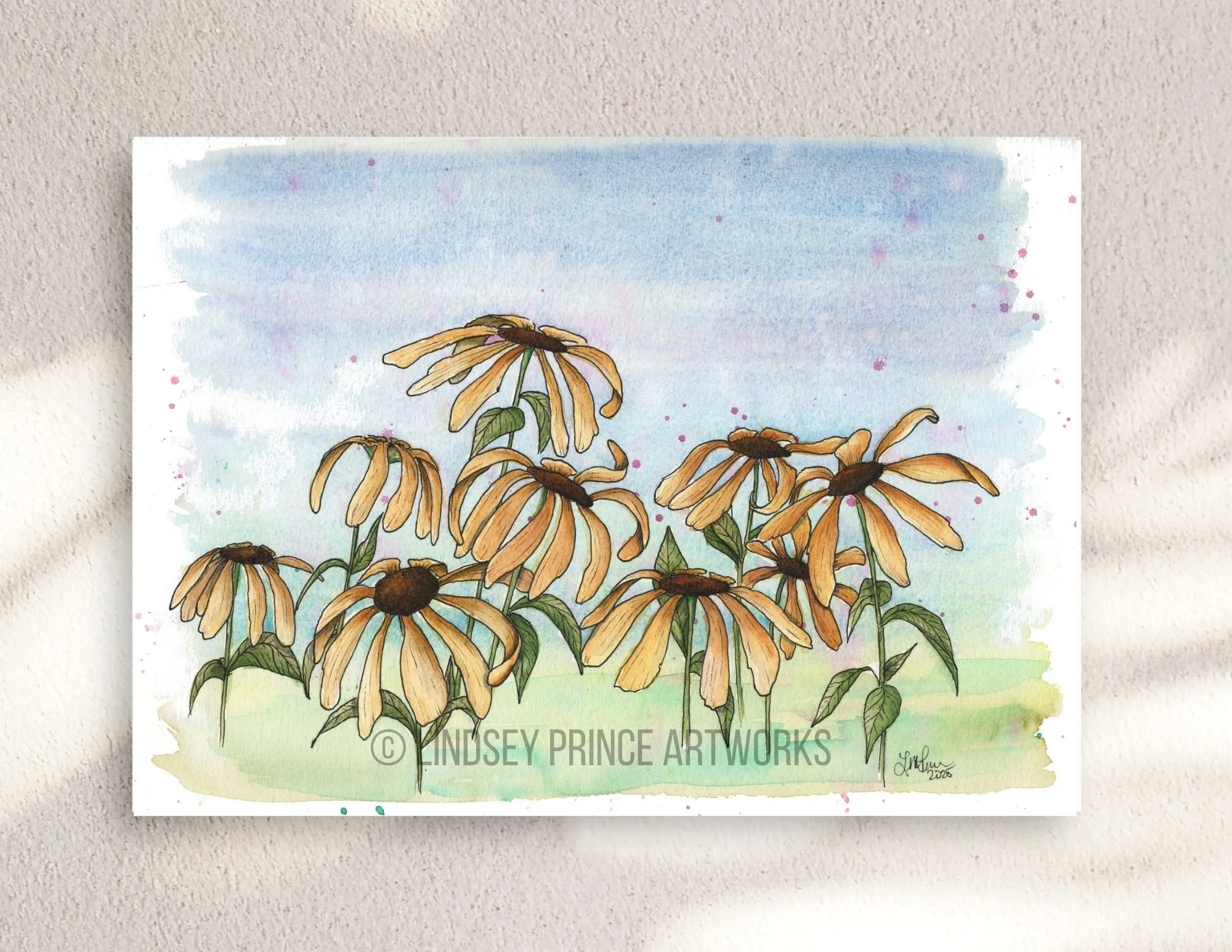 Field of Daisies - 2025