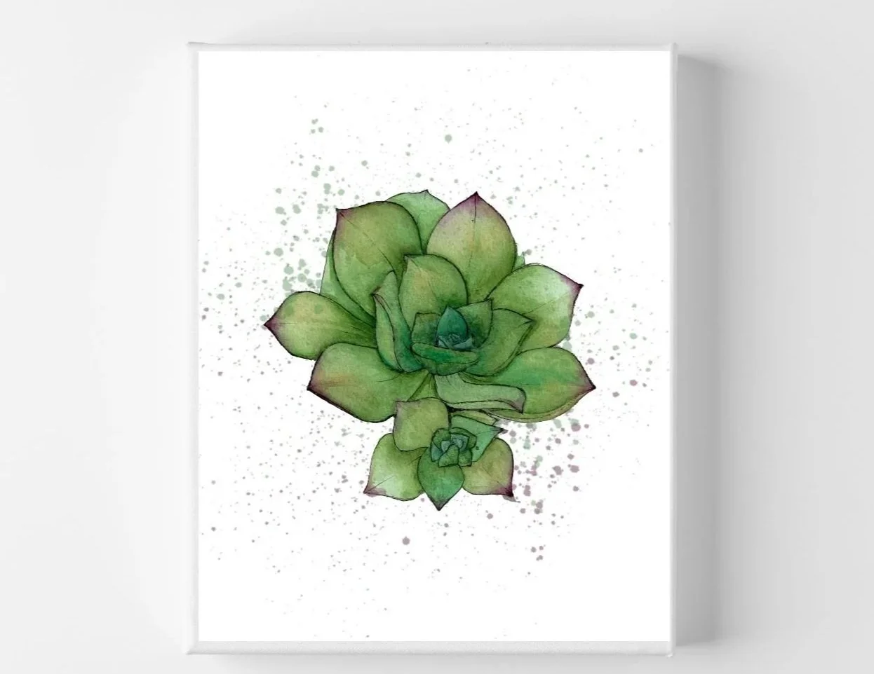 Succulent - 2025