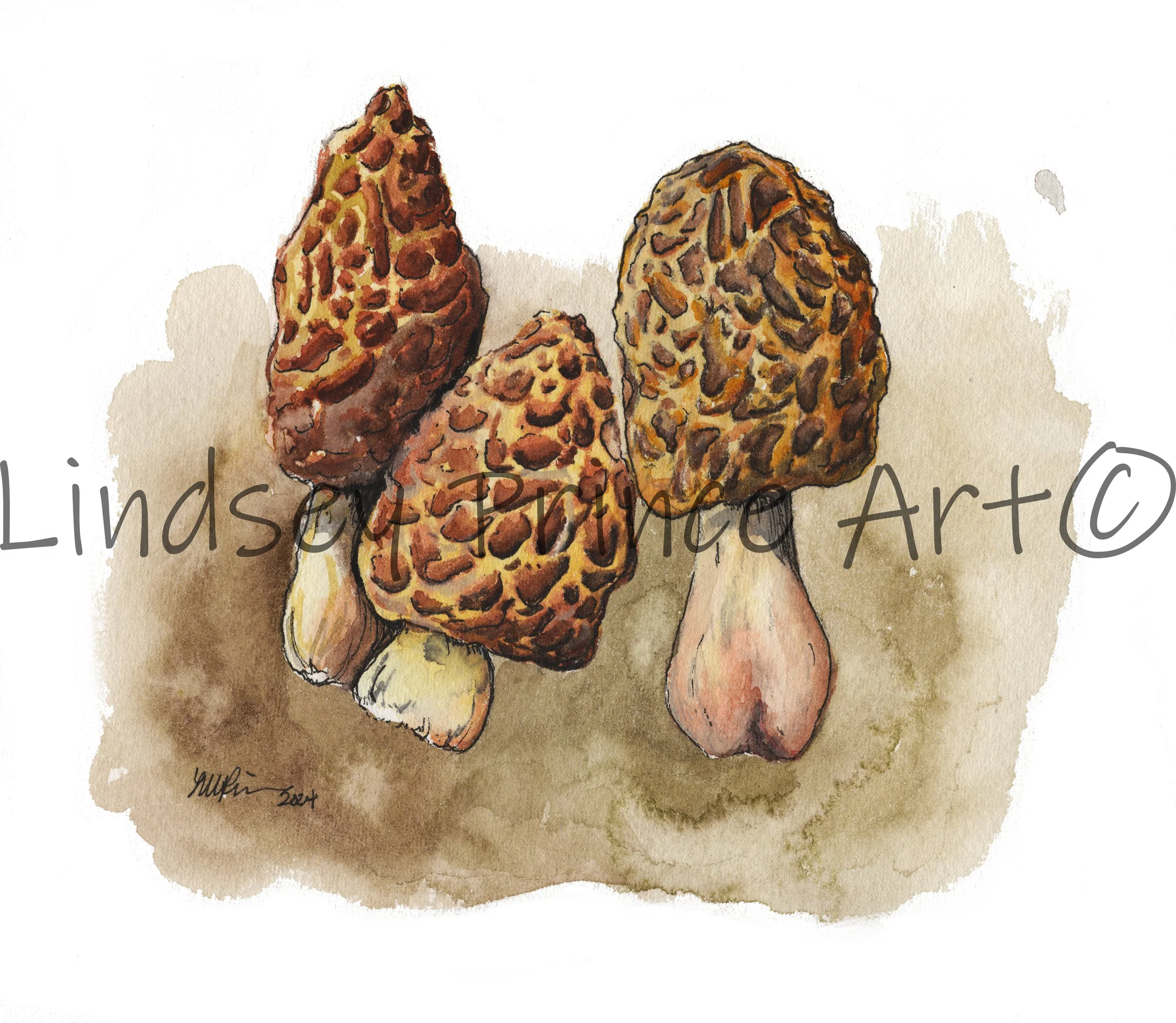Morel Mushroom Trio - 2024