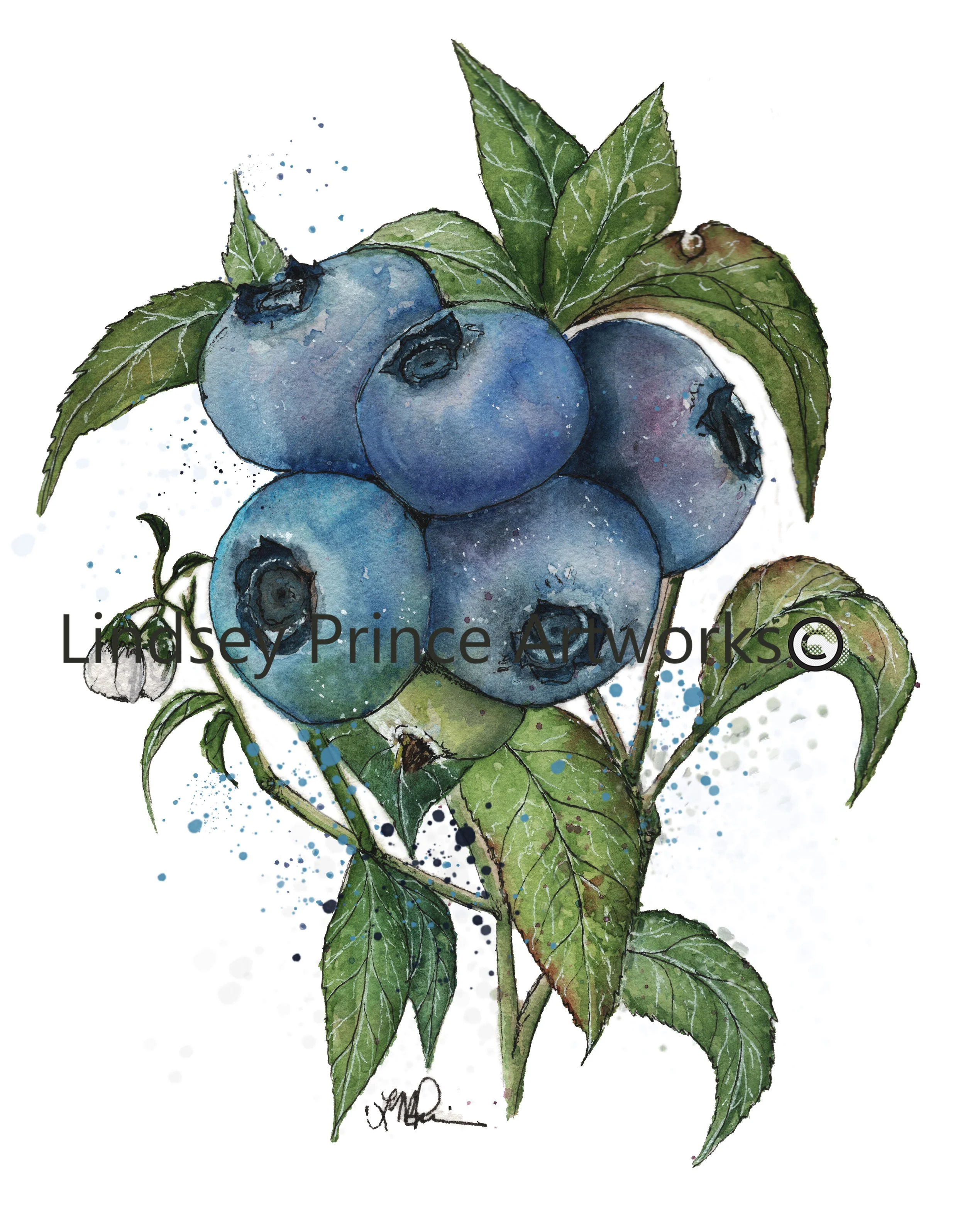 Blueberries - 2024
