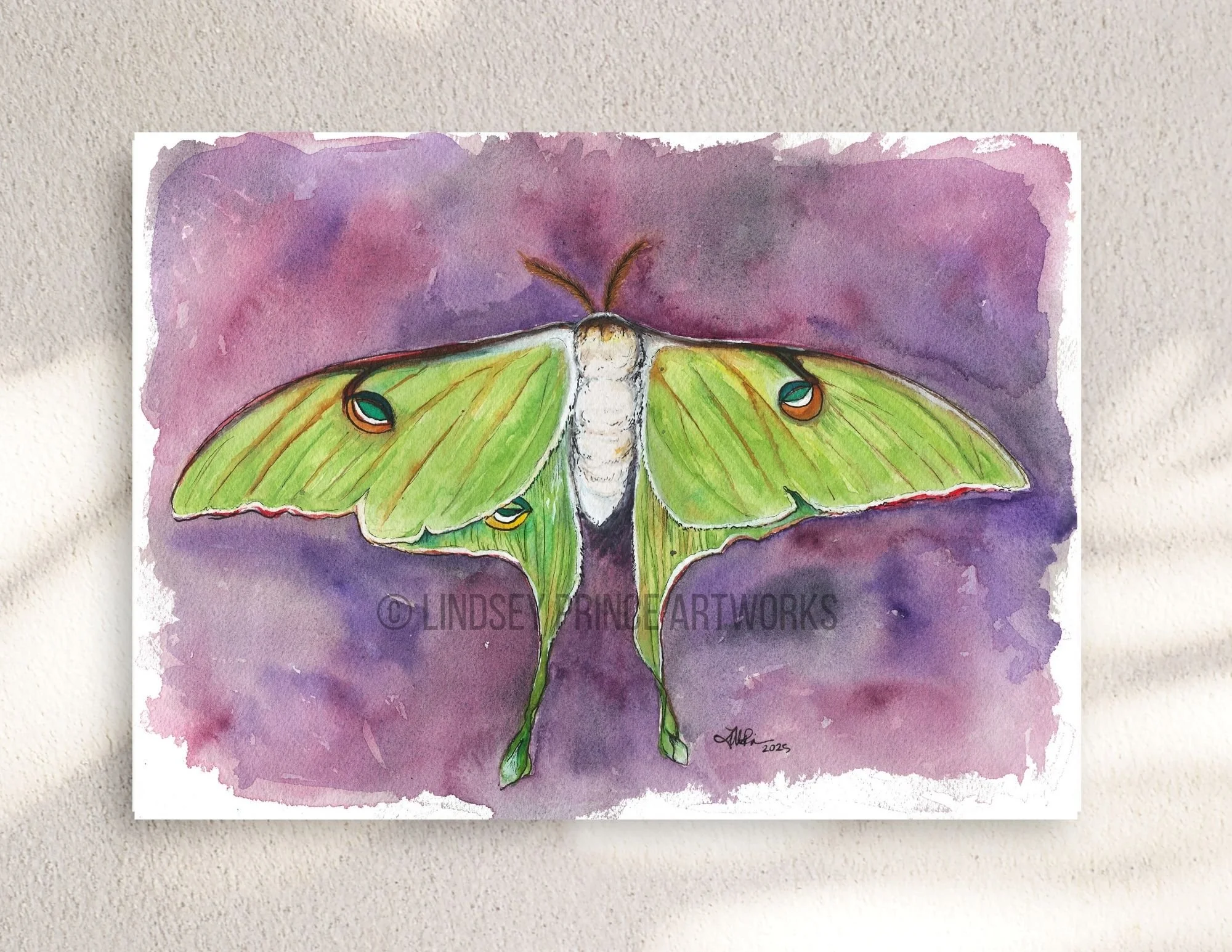 Luna Moth - 2025