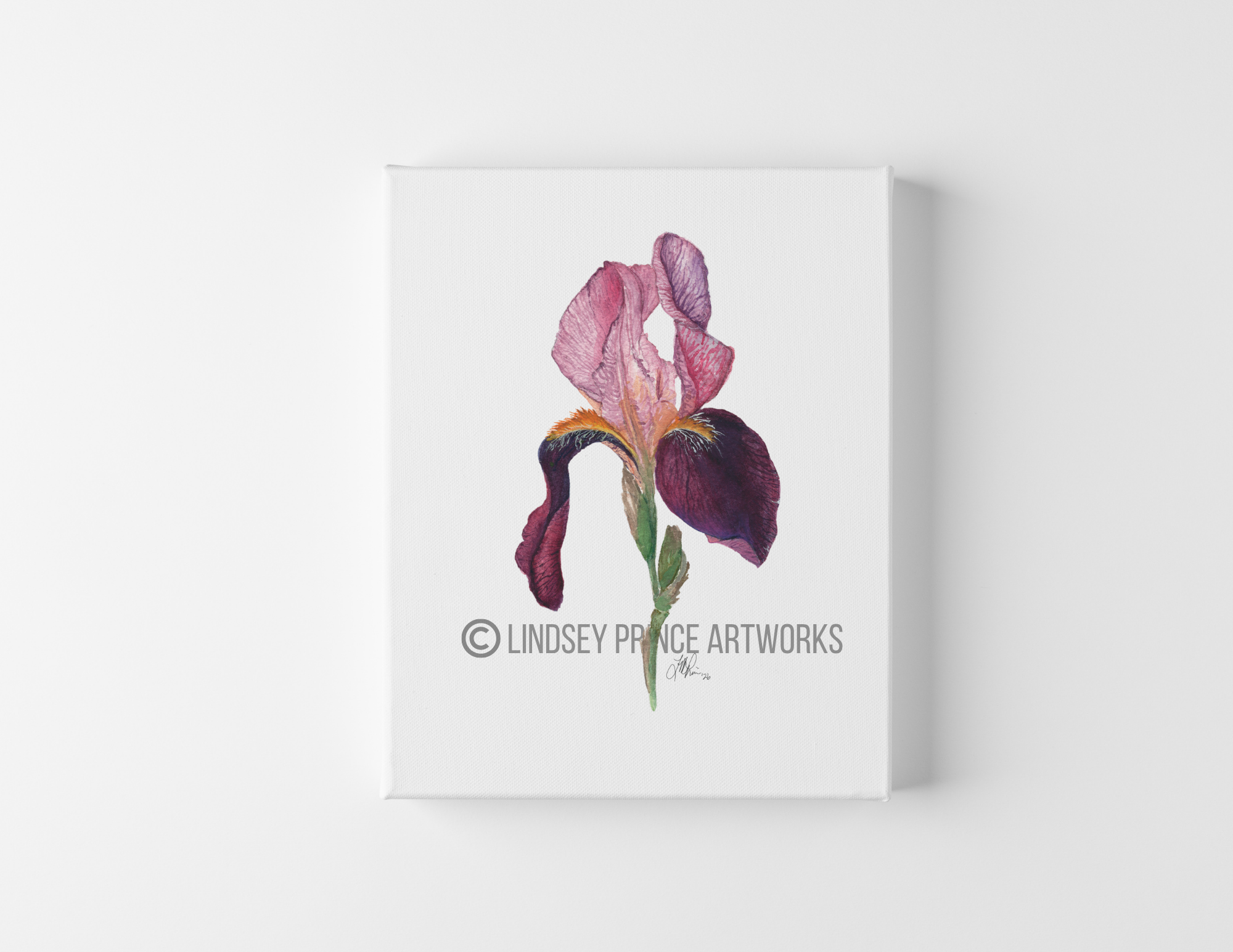"Iris" 2026 - Prints coming soon!