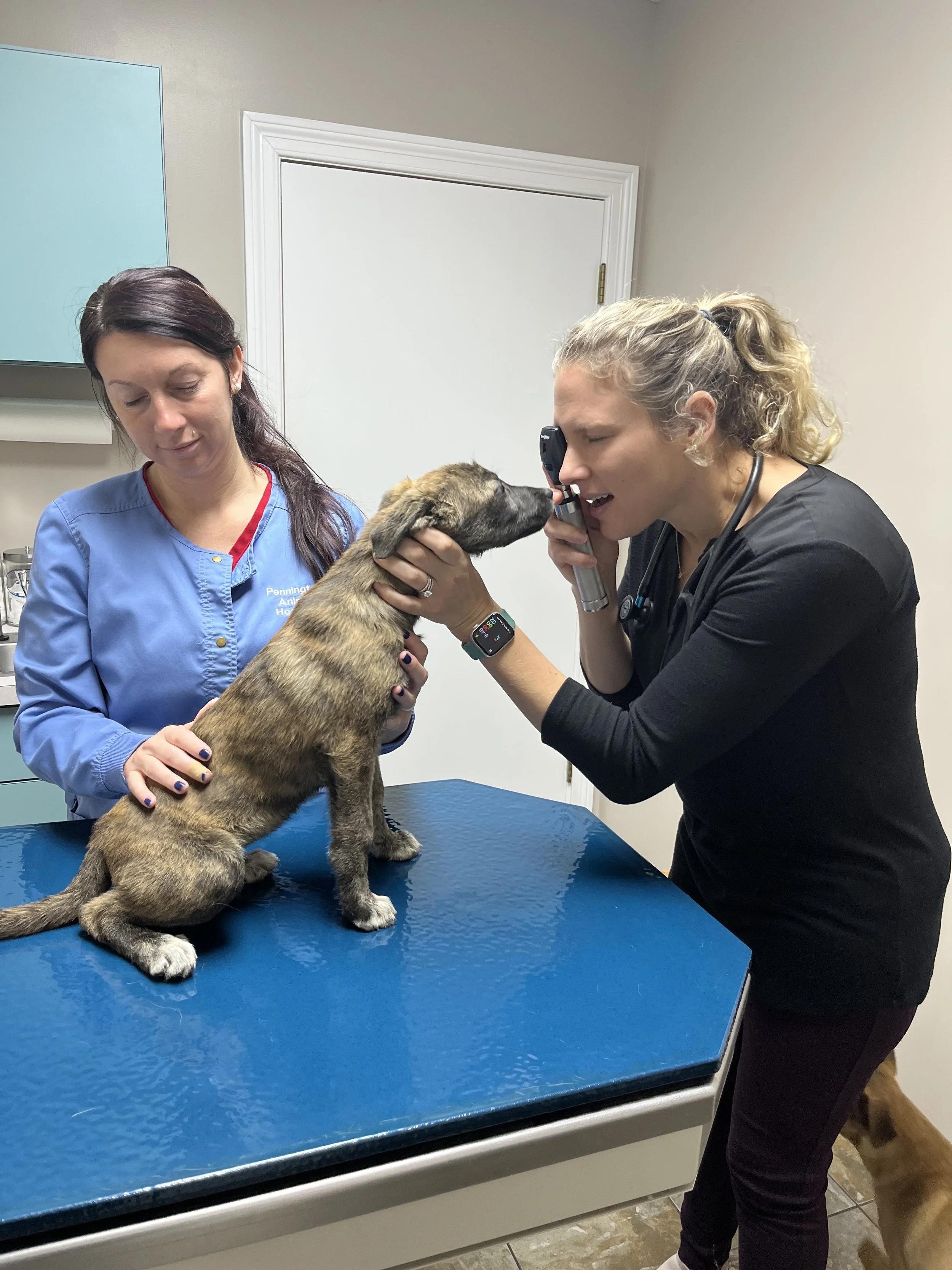 a Veterinary Partner — Luna Farms Rescue