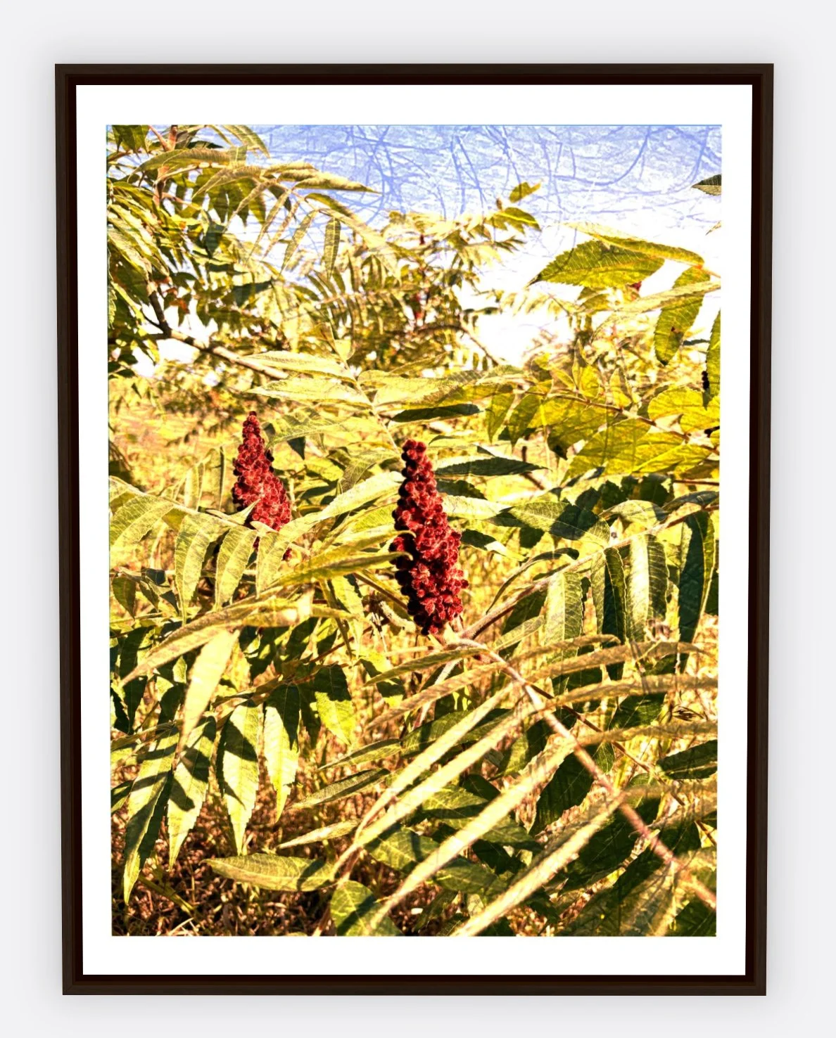 #1126 "Fern Pop" ©2025 RG Vargo PhotoMontage Art. 25.5" x 33.5" signed Espresso Wood framed canvas print. $450