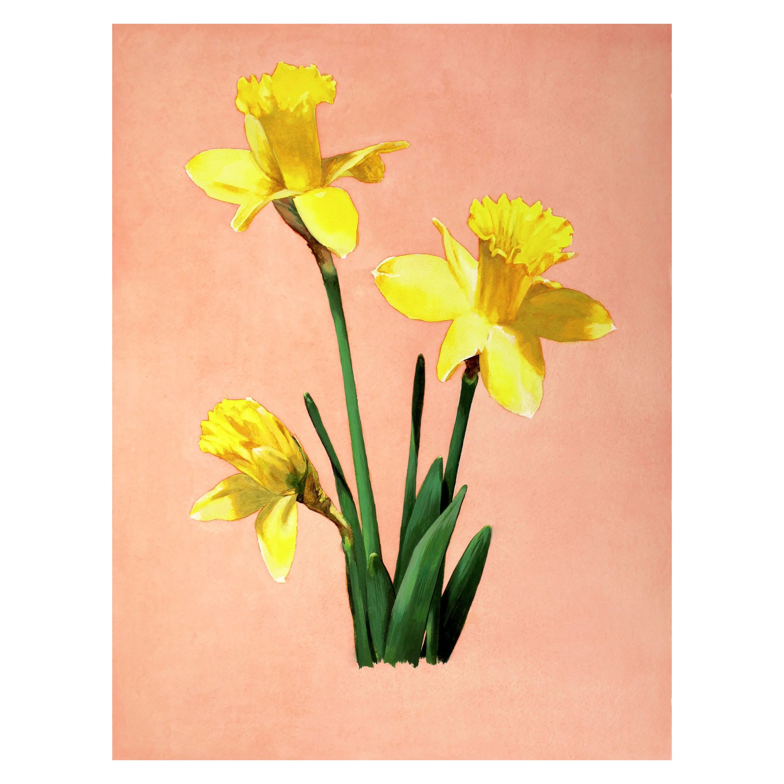daffodils_social.jpg