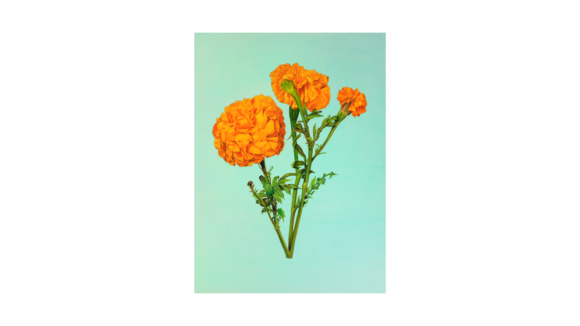 Illustration-collection-flowers_0000s_0000s_0002_2.png