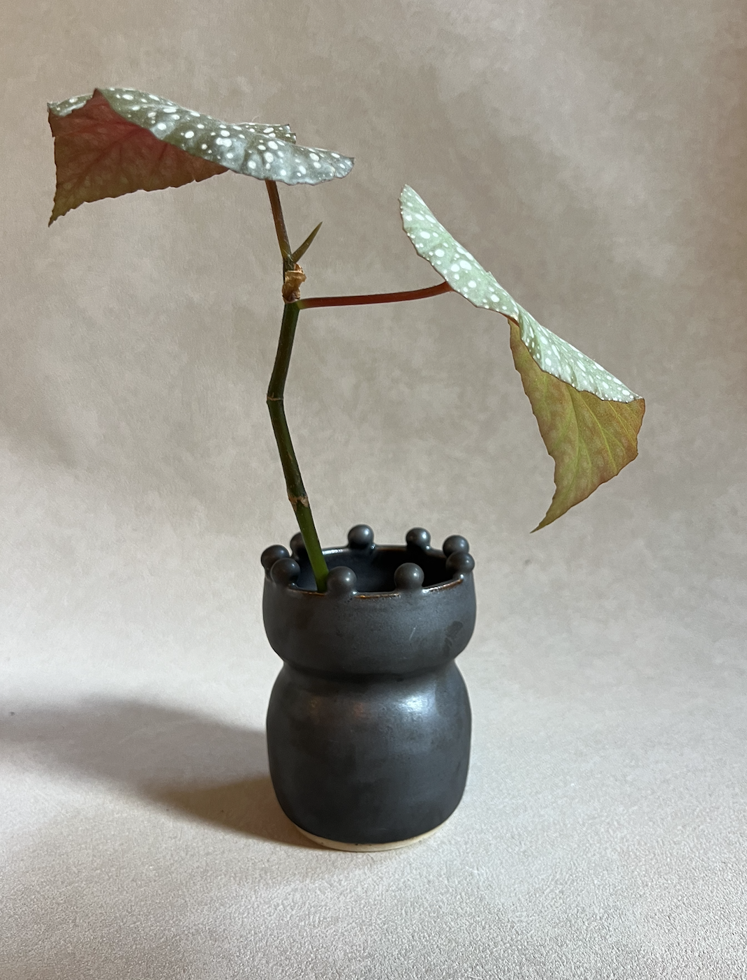Vase in Walnut