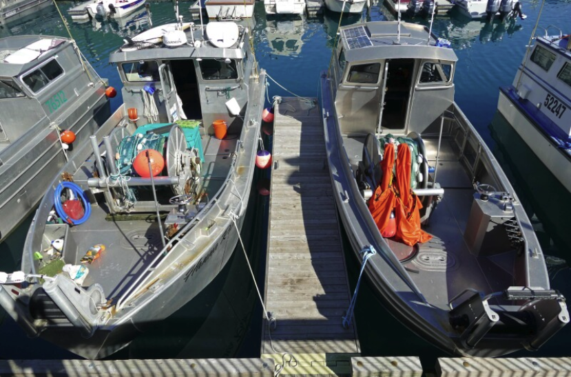 NPAFC reports lowest odd-year harvest of Pacific salmon