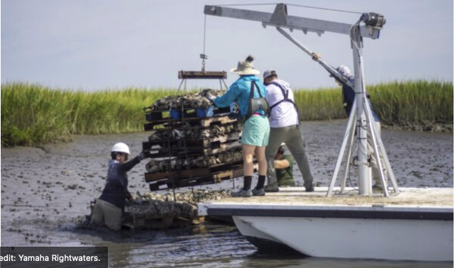 Yamaha Rightwaters Marks 7 Years of Conservation Leadership