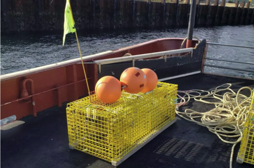 Consumers would pay more for lobster caught with ropeless gear, study finds