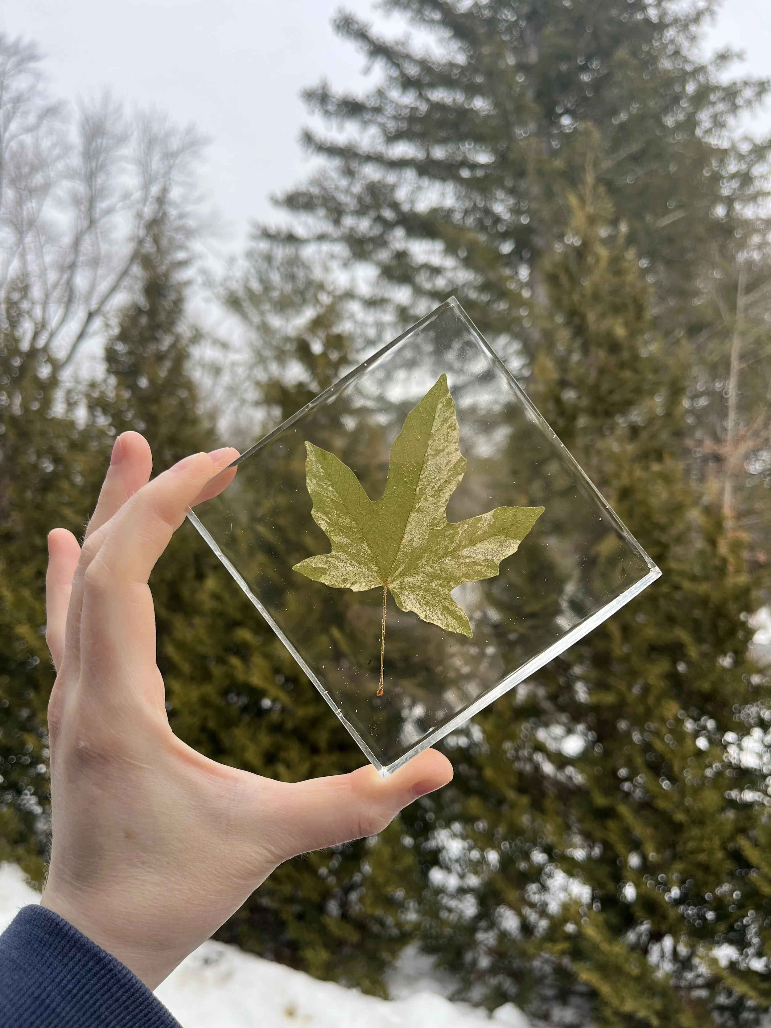 Maple leaf paperweight