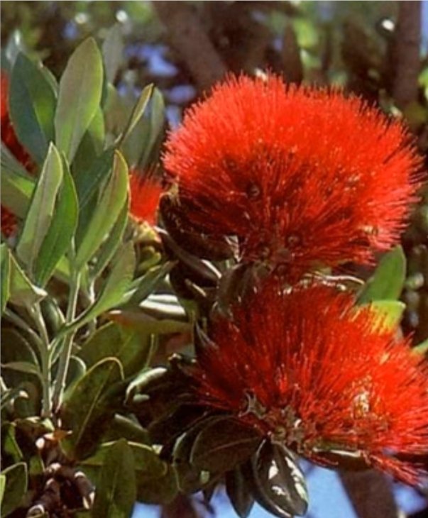 Metrosideros excelsa Pohutukawa NZ Christmas Tree.jpg