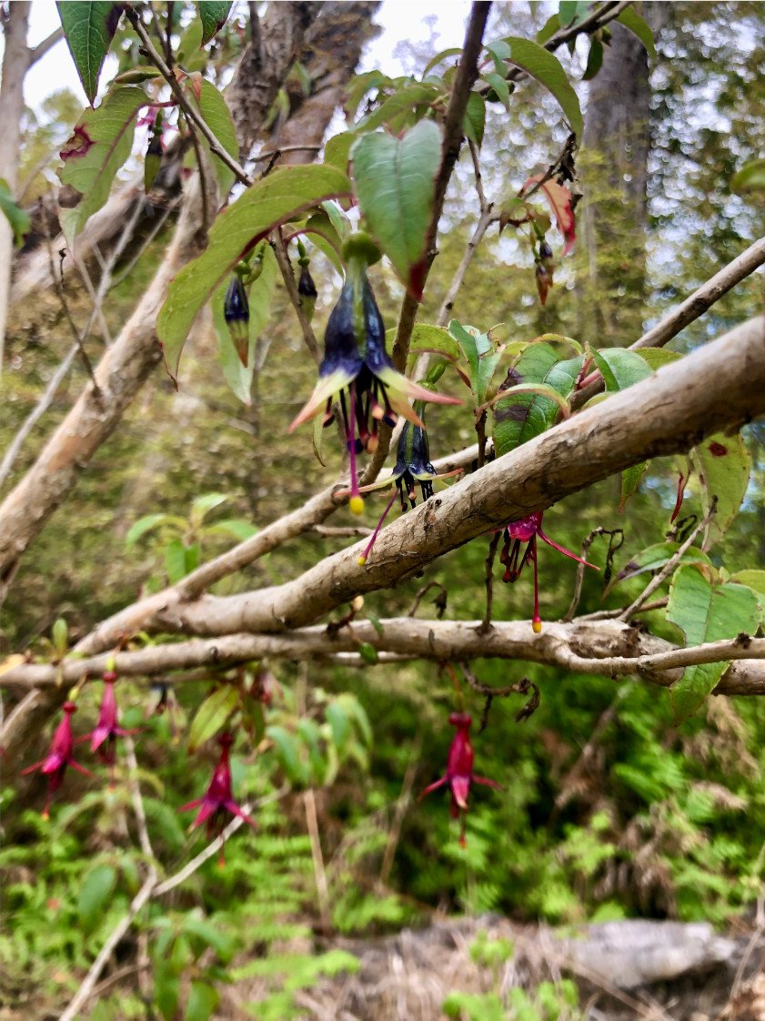 Fuchsia excorticata4.jpg