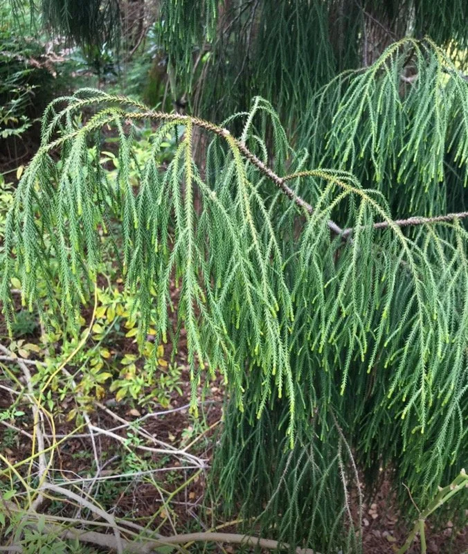 Dacrydium cupressinum - Red pine, Rimu — Nelson Natives