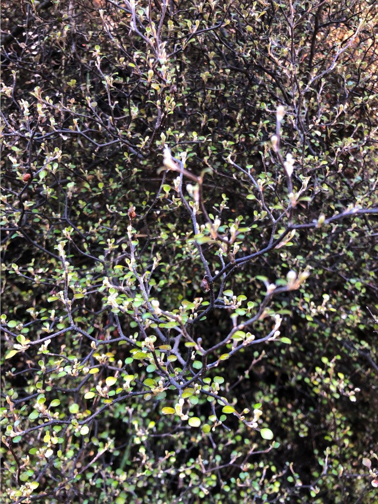 Corokia cotoneaster.jpg