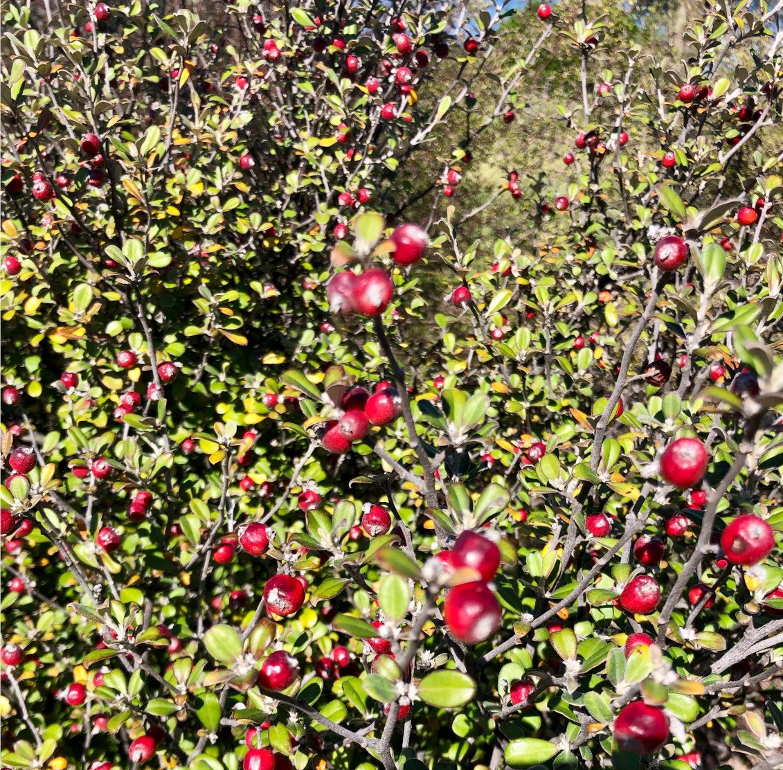 Corokia cotoneaster - Korokio, wire-nettting bush.jpg