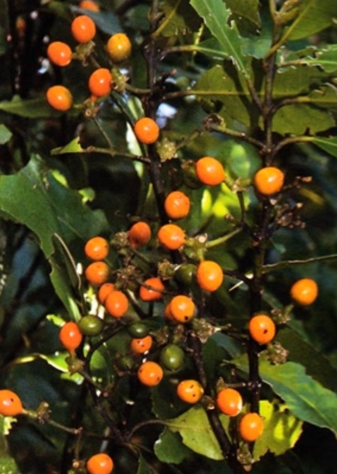 Hedycarya arborea Porokaiwhiri Pidgeonwood2.jpg