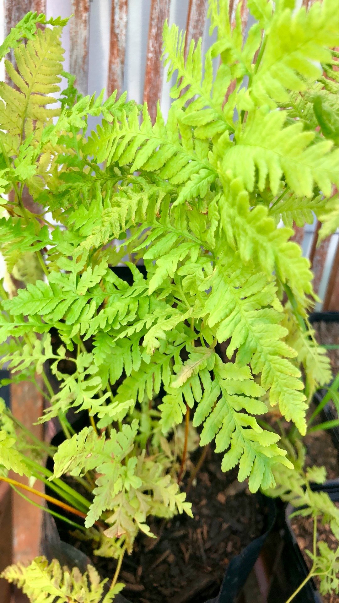 Pteris tremula.jpg