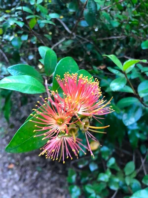 Metrosideros fulgens - Rata vine, Scarlet rata, Climbing rata ...