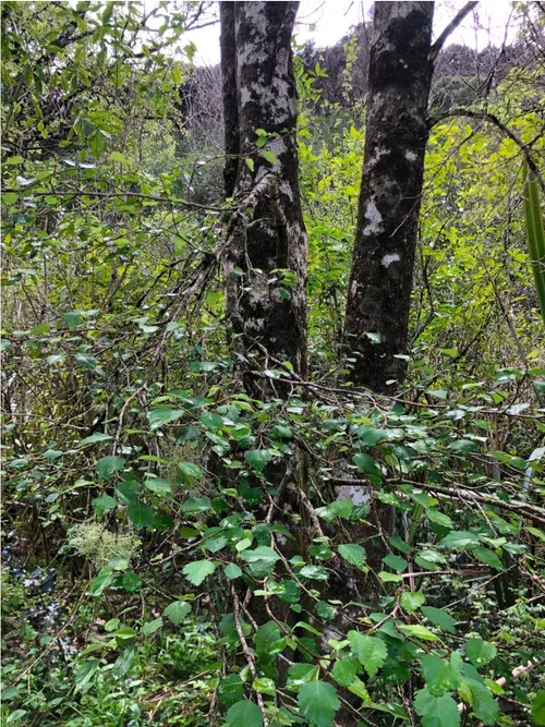 Plagianthus regius - Manatu, Ribbonwood — Nelson Natives