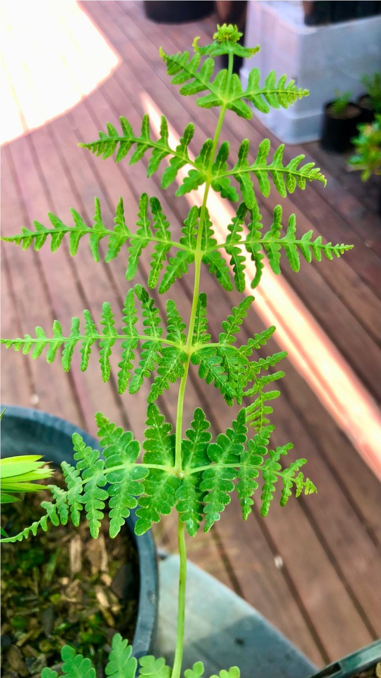 Histiopteris incisa - histiopteris, water fern, mātātā, bat’s wing fern ...