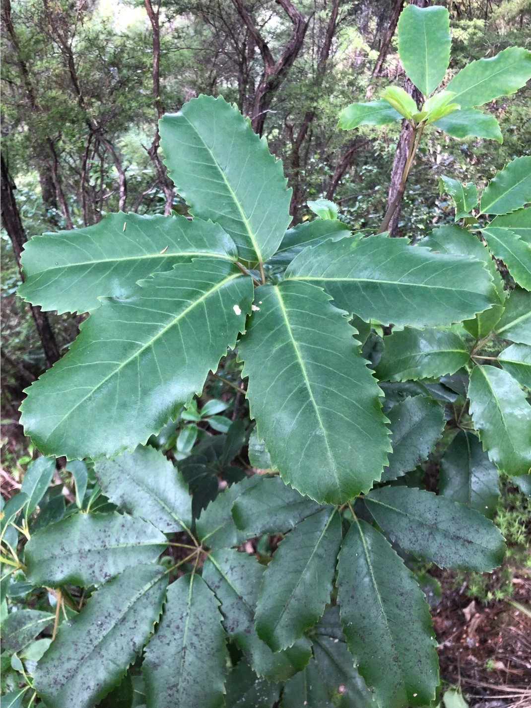 Pseudopanax arboreus - Five Finger, Puahou, Whauwhaupaku — Nelson Natives