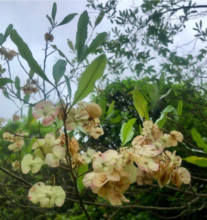 Dodonaea viscosa - Akeake — Nelson Natives