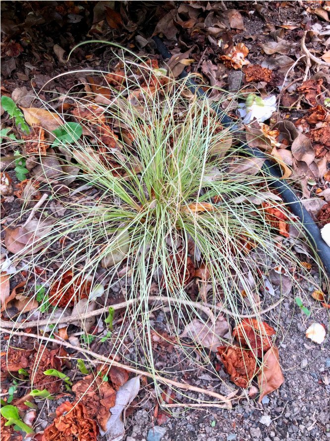 Carex comans var Green - Common sedge